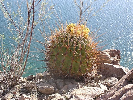 Baja (California)