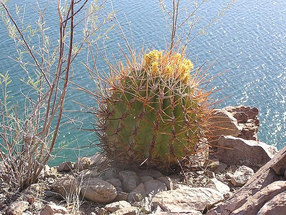 Baja (California)