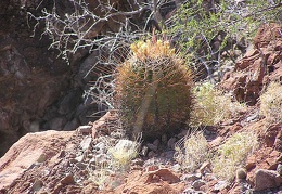 Baja (California)