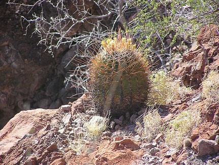 Baja (California)