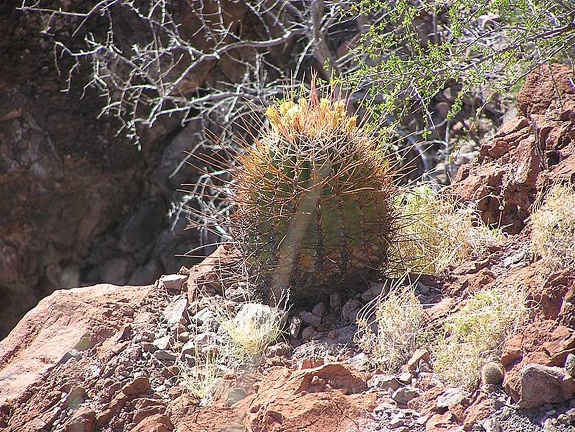Baja (California)