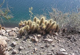 Baja (California)