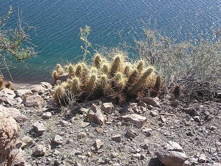 Baja (California)