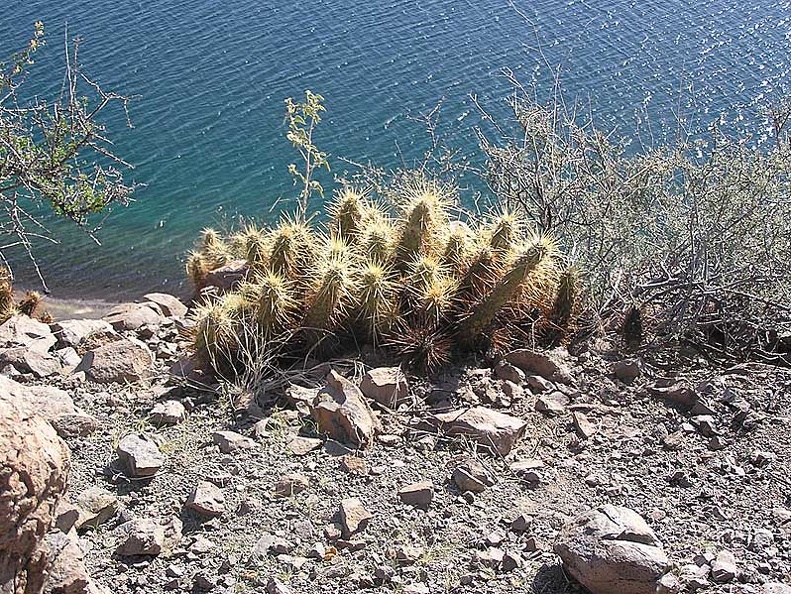 Baja (California)