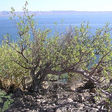 Baja (California)