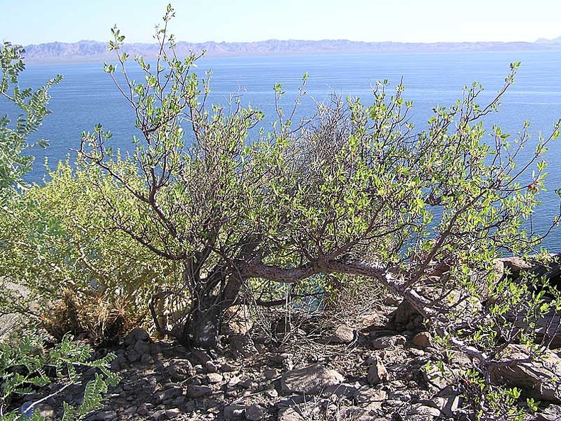 Baja (California)