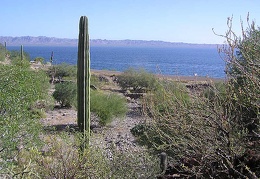 Baja (California)