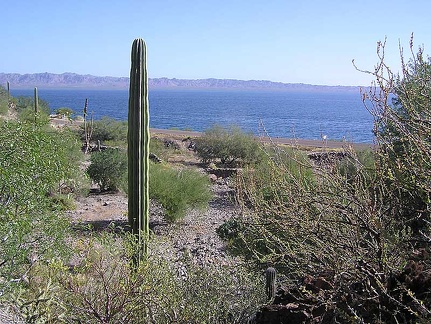 Baja (California)