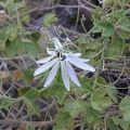 Baja (California)