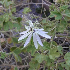 Baja (California)