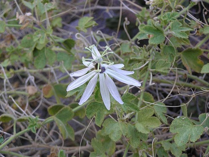 Baja (California)
