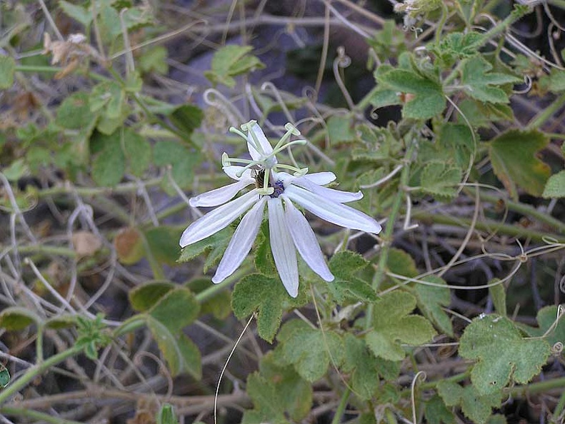 Baja (California)