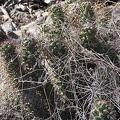 Baja (California)