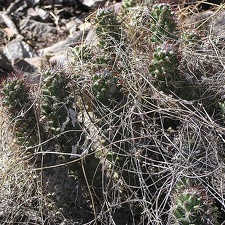 Baja (California)