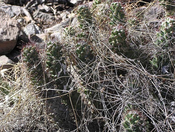 Baja (California)