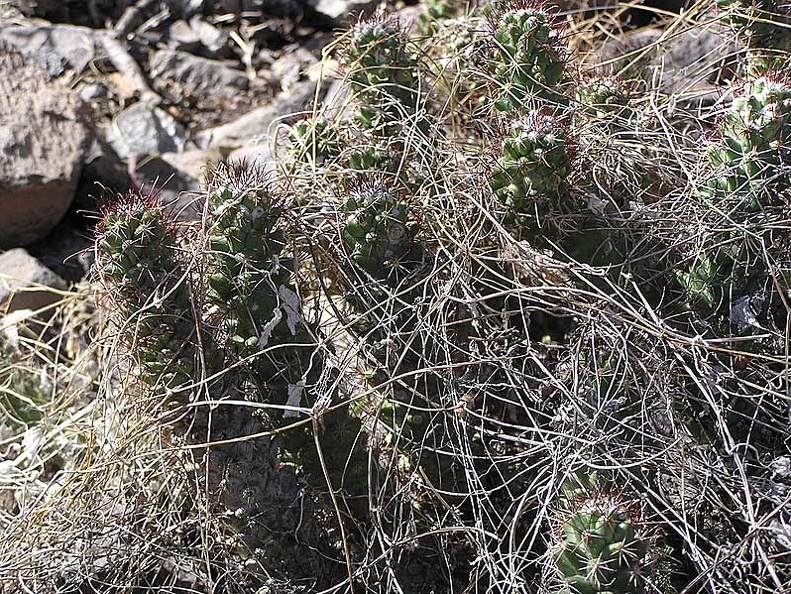 Baja (California)