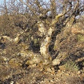 Baja (California)