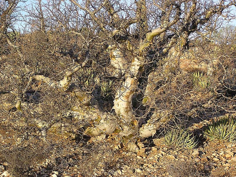 Baja (California)