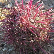 Baja (California)