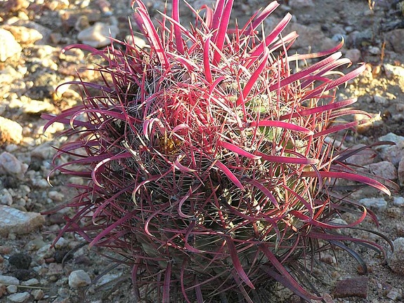 Baja (California)
