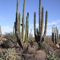 Baja (California)