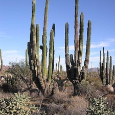 Baja (California)