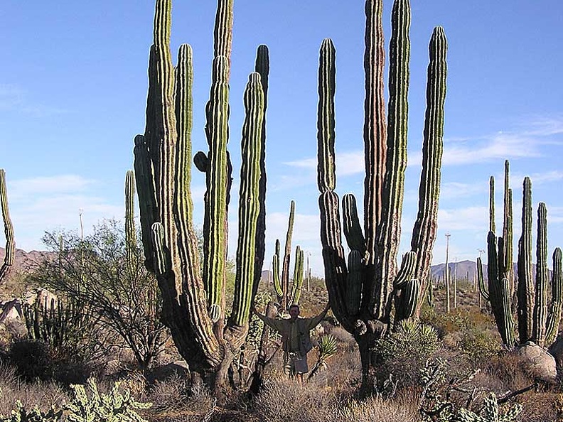 Baja (California)