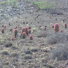 Baja (California)