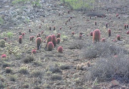 Baja (California)