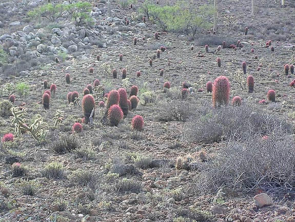 Baja (California)