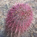 Baja (California)