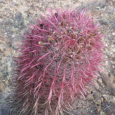 Baja (California)