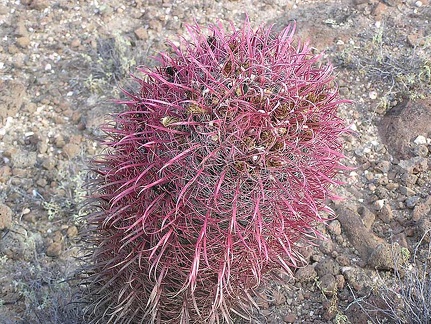 Baja (California)
