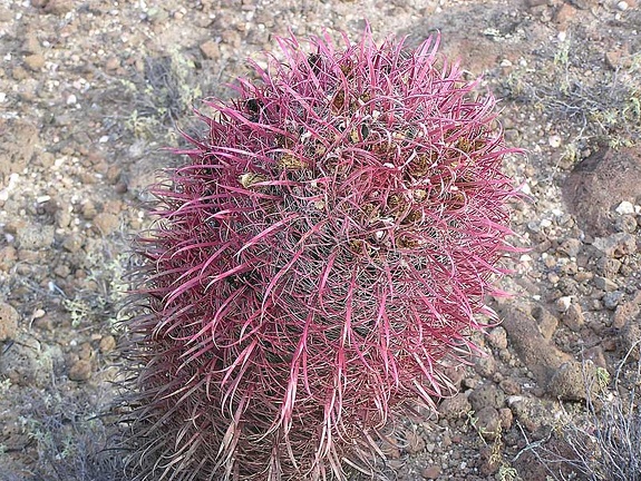 Baja (California)