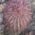 Baja (California)