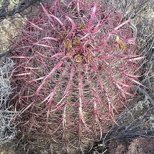 Baja (California)