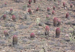 Baja (California)