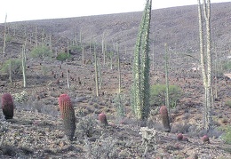 Baja (California)