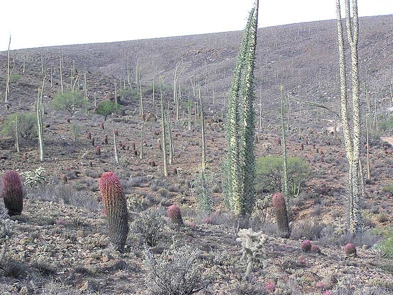 Baja (California)