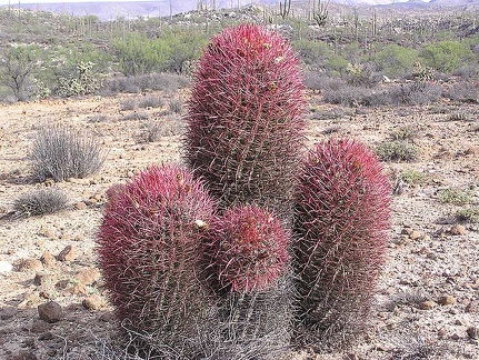 Baja (California)