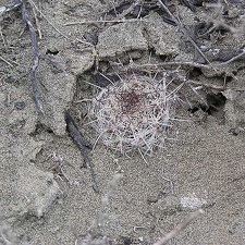 Baja (California)