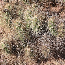 Baja (California)