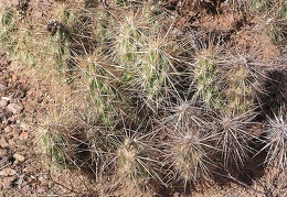 Baja (California)