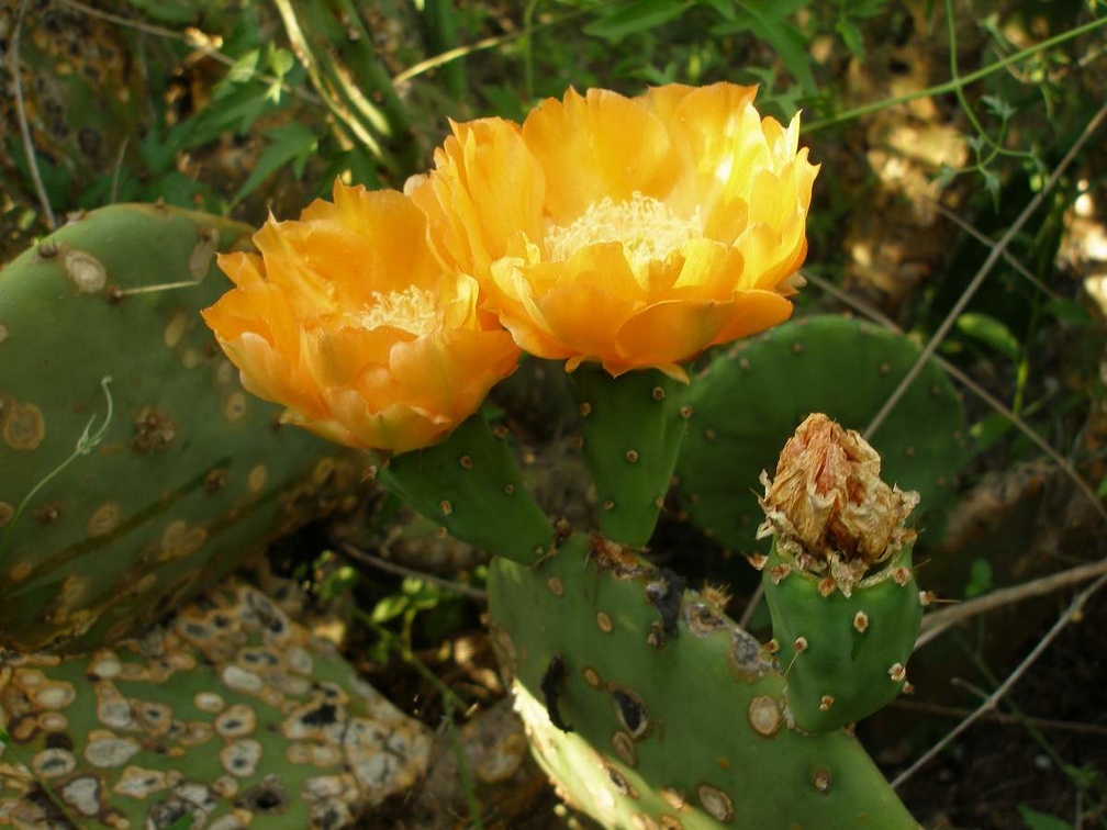 P1015835