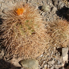 P1015950