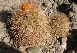 P1015950