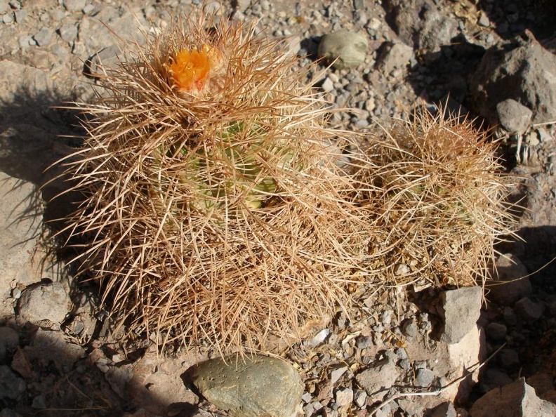 P1015950