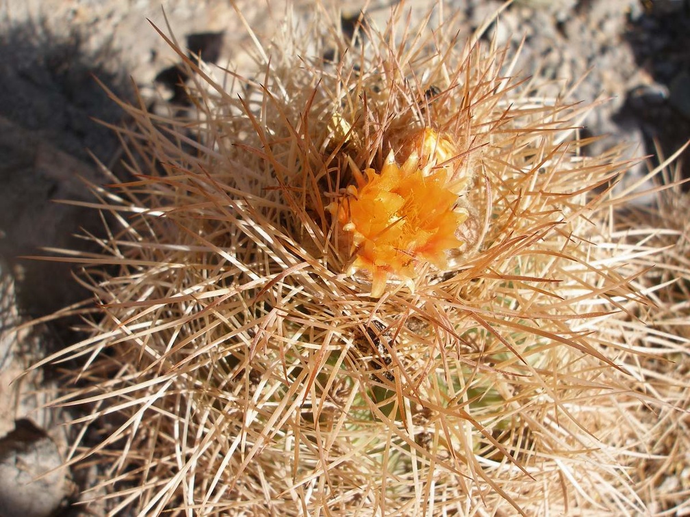 P1015951