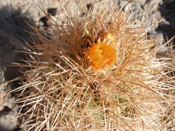 P1015951