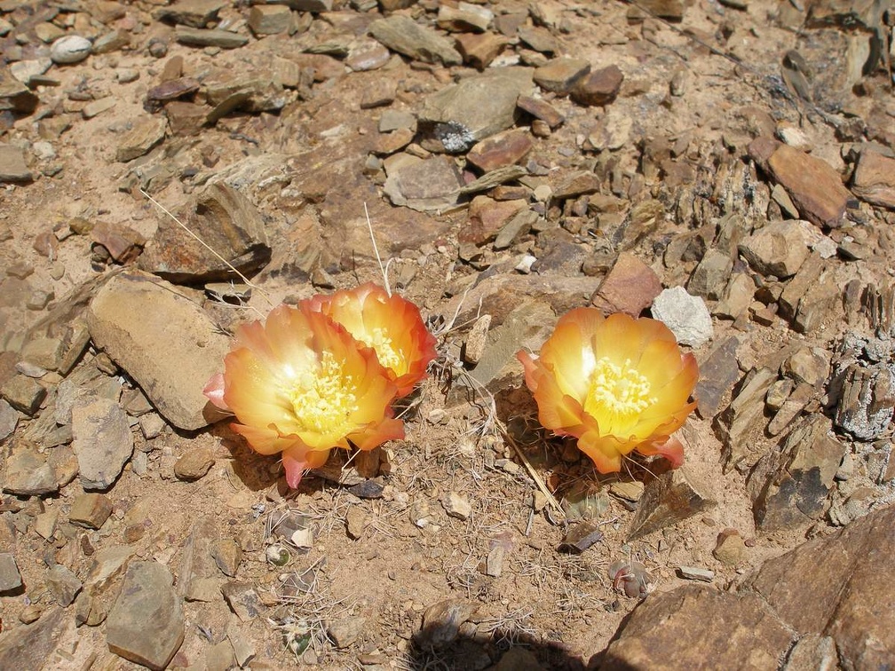 P1015952